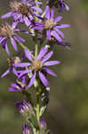 Eastern silver aster